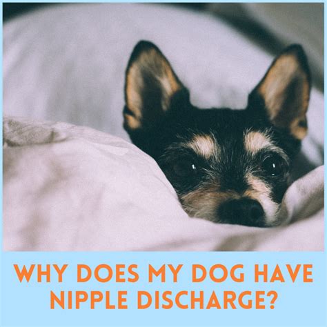 dog nipple discharge not pregnant|Everything You Need to Know About Dog Nipples –。